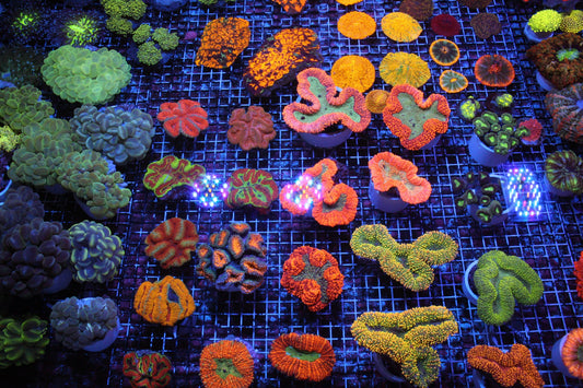 New Coral Pics 10.30.2023
