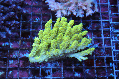 New Coral Pics 10.30.2023