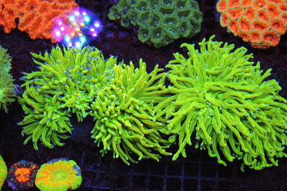 New Coral Pics 11.20.2023