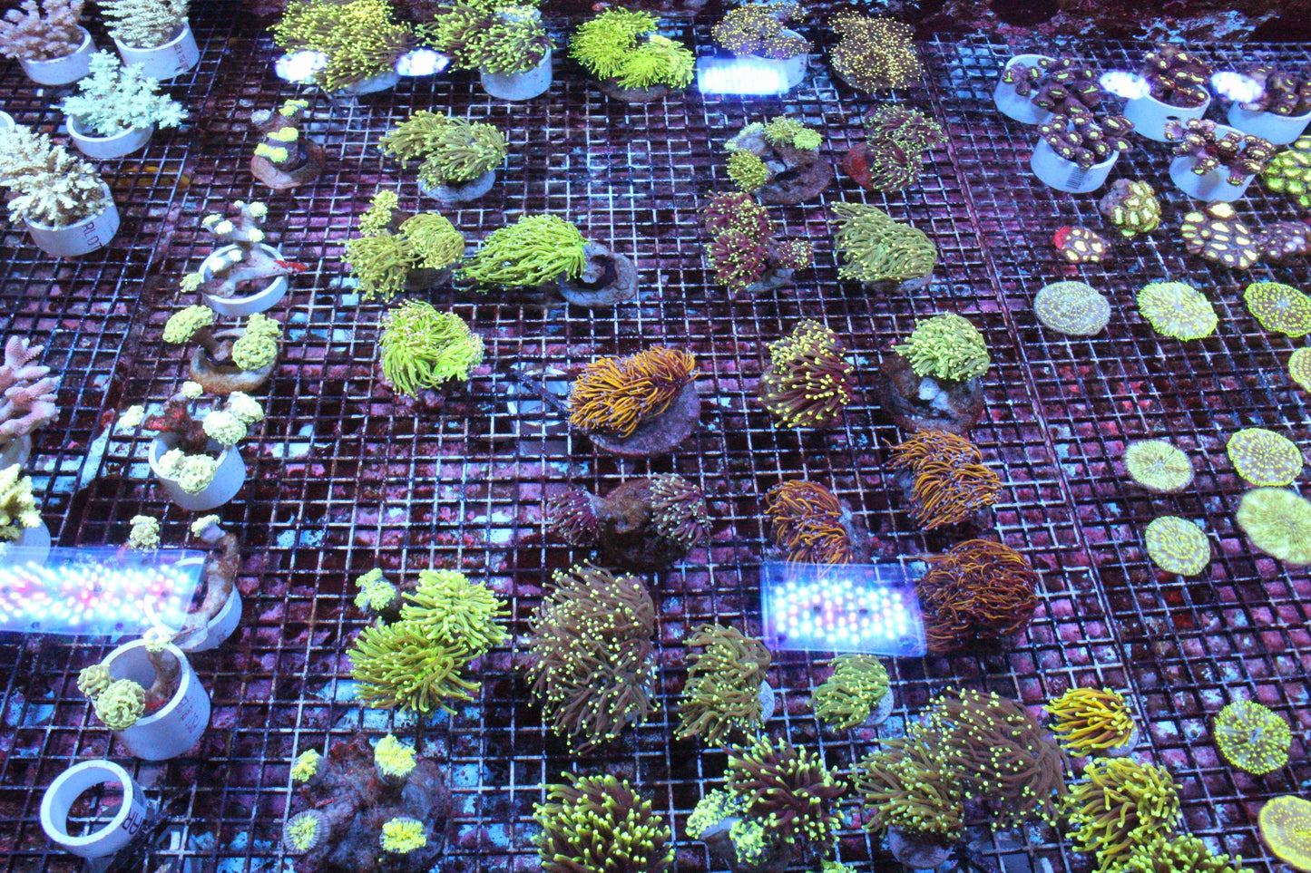 New Coral Pics 11.20.2023