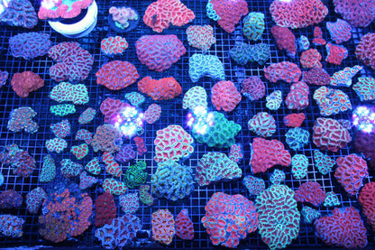 New Coral Pics 11.28.23