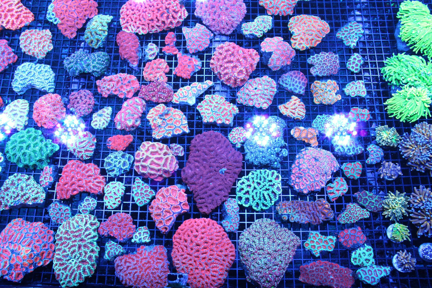 New Coral Pics 11.28.23