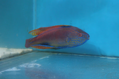 New Aussie Fish 12.4.2023