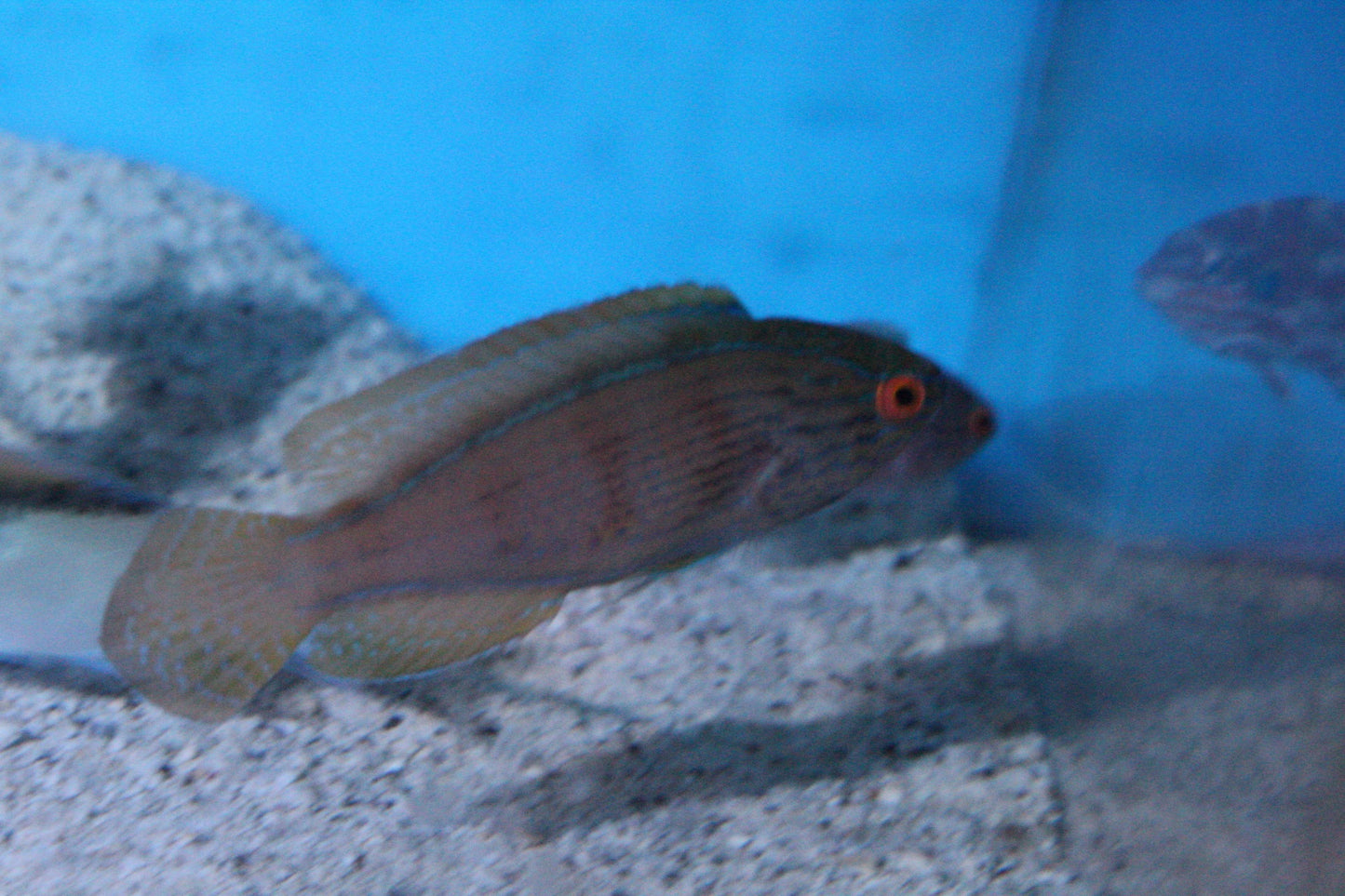 New Aussie Fish 12.4.2023