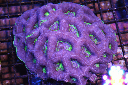 Bowerbanki Coral