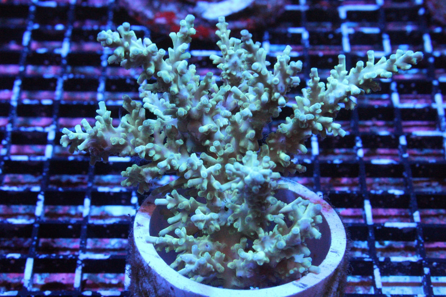 New Coral Pics 10.12.2023