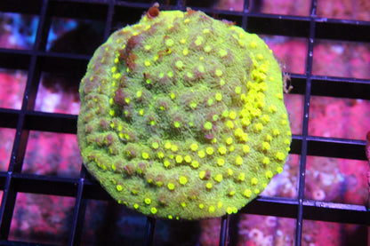 New Coral Pics 10.12.2023