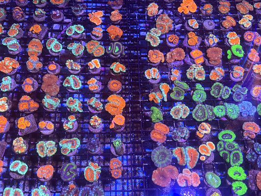 100 LOT Assorted Acan Frags