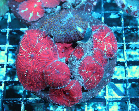 Red Spotted Mushroom plate