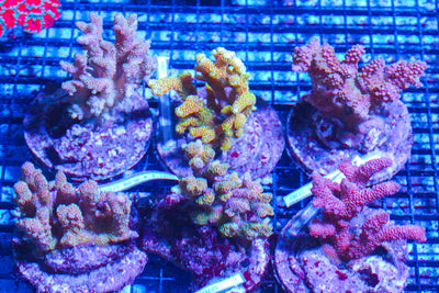 LIVE CORAL - WYSIWYG - 10.23.329