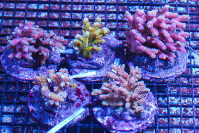 LIVE CORAL - WYSIWYG - 10.23.334