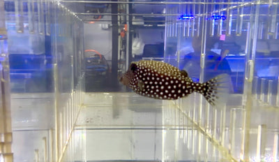 Spotted Boxfish Female
