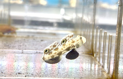 Two Spot Goby