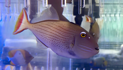 Sargassum Triggerfish