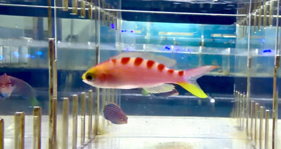 Tiger Anthias