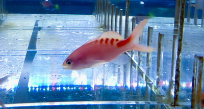 Flavo Anthias