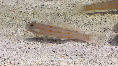 Diamond Goby