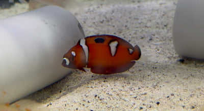 Red Coris Wrasse Juvenile
