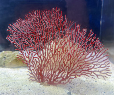 LIVE CORAL - WYSIWYG - 10.20.2