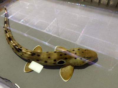 Epaulette Shark
