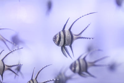 Banggai Cardinalfish
