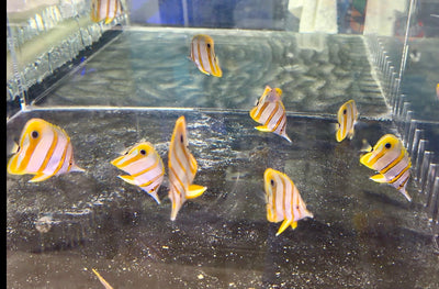 Copperband Butterfly