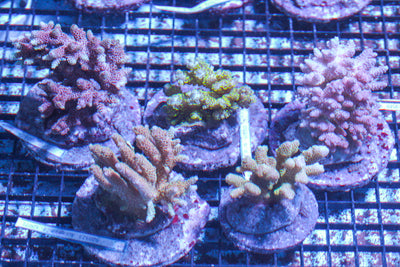 LIVE CORAL - WYSIWYG - 10.23.328