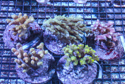 LIVE CORAL - WYSIWYG - 10.23.333