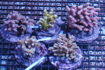 LIVE CORAL - WYSIWYG - 10.23.334
