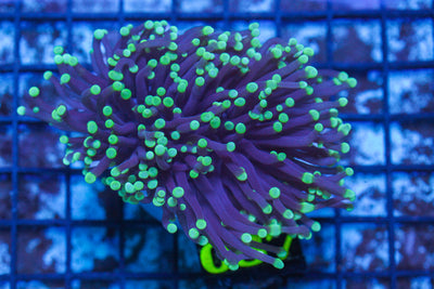 LIVE CORAL - WYSIWYG - 10.30.122
