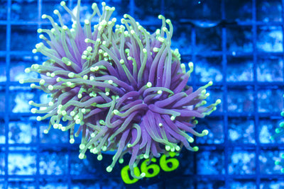 LIVE CORAL - WYSIWYG - 10.30.129