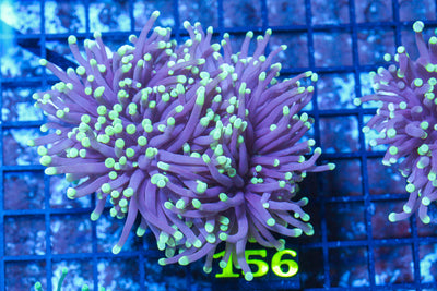 LIVE CORAL - WYSIWYG - 10.30.130