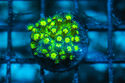 LIVE CORAL - WYSIWYG - 8.11.75