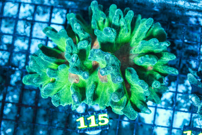WYSIWYG - Live - Coral - 6.18.115
