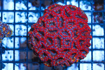 WYSIWYG - Live Coral Colony - CDC.3.5.D19