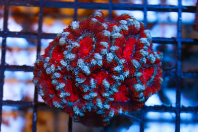 WYSIWYG - Live Coral Colony - CDC.3.5.D27