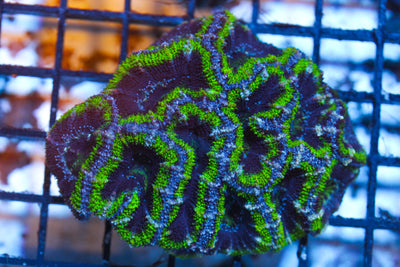 WYSIWYG - Live Coral Colony - CDC.3.5.D28