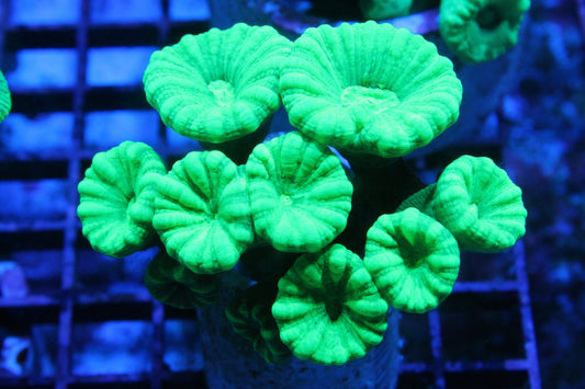 Aussie Toxic Green Trumpet Coral