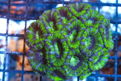 wholesale_coral - saltwater_fish saltwater_coral - rare corals - coralsdepot - Corals_Depot - live_corals - eye - catching - coral quality_marine_fish - quality - marine discoun