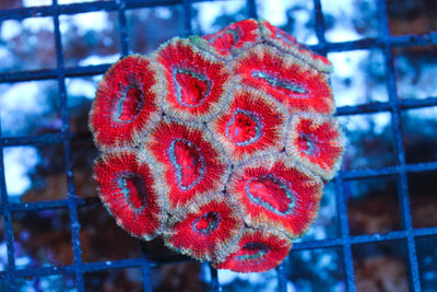 wholesale_coral - saltwater_fish saltwater_coral - rare corals - coralsdepot - Corals_Depot - live_corals - eye - catching - coral quality_marine_fish - quality - marine discoun