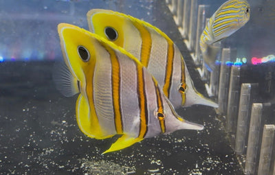 wholesale_coral - saltwater_fish saltwater_coral - rare corals - coralsdepot - Corals_Depot - live_corals - eye - catching - coral quality_marine_fish - quality - marine discoun