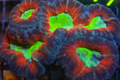 wholesale_coral - saltwater_fish saltwater_coral - rare corals - coralsdepot - Corals_Depot - live_corals - eye - catching - coral quality_marine_fish - quality - marine discoun