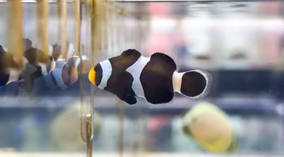 wholesale_coral - saltwater_fish saltwater_coral - rare corals - coralsdepot - Corals_Depot - live_corals - eye - catching - coral quality_marine_fish - quality - marine discoun