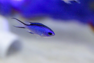 wholesale_coral - saltwater_fish saltwater_coral - rare corals - coralsdepot - Corals_Depot - live_corals - eye - catching - coral quality_marine_fish - quality - marine discoun