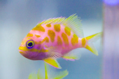 wholesale_coral - saltwater_fish saltwater_coral - rare corals - coralsdepot - Corals_Depot - live_corals - eye - catching - coral quality_marine_fish - quality - marine discoun