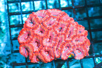 wholesale_coral - saltwater_fish saltwater_coral - rare corals - coralsdepot - Corals_Depot - live_corals - eye - catching - coral quality_marine_fish - quality - marine discoun