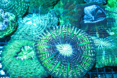 wholesale_coral - saltwater_fish saltwater_coral - rare corals - coralsdepot - Corals_Depot - live_corals - eye - catching - coral quality_marine_fish - quality - marine discoun