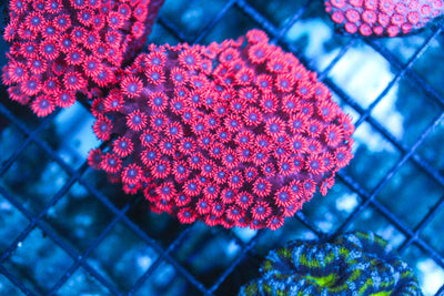 wholesale_coral - saltwater_fish saltwater_coral - rare corals - coralsdepot - Corals_Depot - live_corals - eye - catching - coral quality_marine_fish - quality - marine discoun