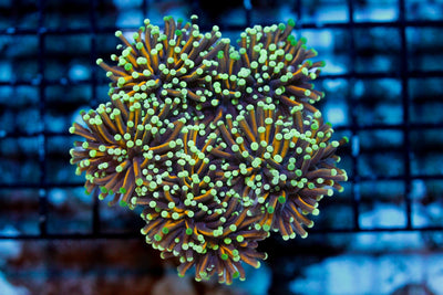 wholesale_coral - saltwater_fish saltwater_coral - rare corals - coralsdepot - Corals_Depot - live_corals - eye - catching - coral quality_marine_fish - quality - marine discoun