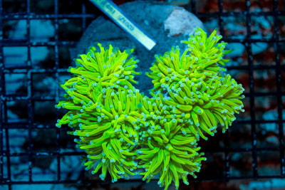 wholesale_coral - saltwater_fish saltwater_coral - rare corals - coralsdepot - Corals_Depot - live_corals - eye - catching - coral quality_marine_fish - quality - marine discoun